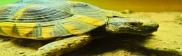 Tortoise reptiles for sale: Marginated Male Tortoise 5 year old - Advert 2