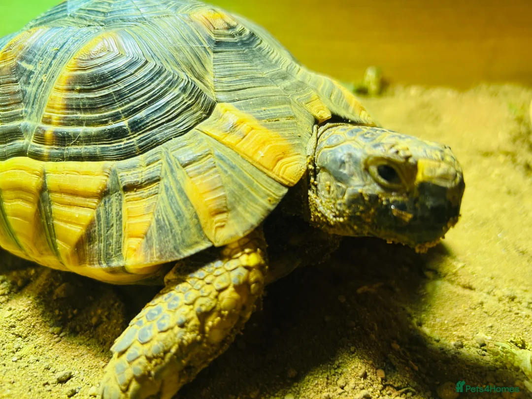 Tortoise reptiles for sale: Marginated Male Tortoise 5 year old - Advert 2