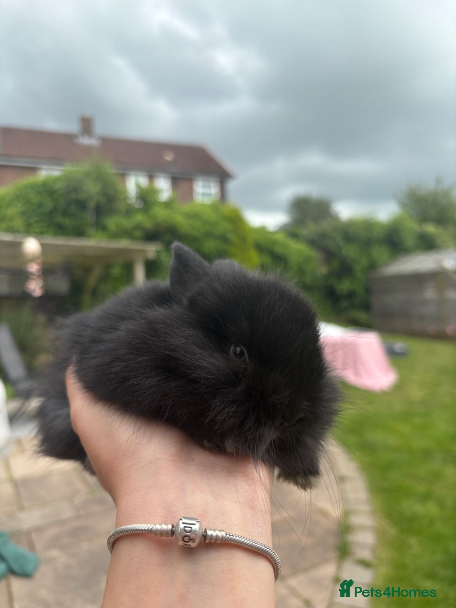 Lionhead rabbits for sale: Dwarf Lionhead Bunnies in Macclesfield - Advert 4