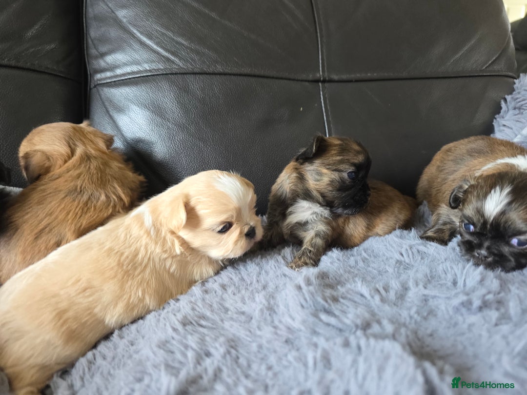 Shih Tzu dogs for sale: Stunning Rare Brindle Imperial Shih Tzu puppies - Image 30