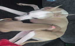 Whippet dogs for sale: WHIPPET RUNT GIRL  - Image 2