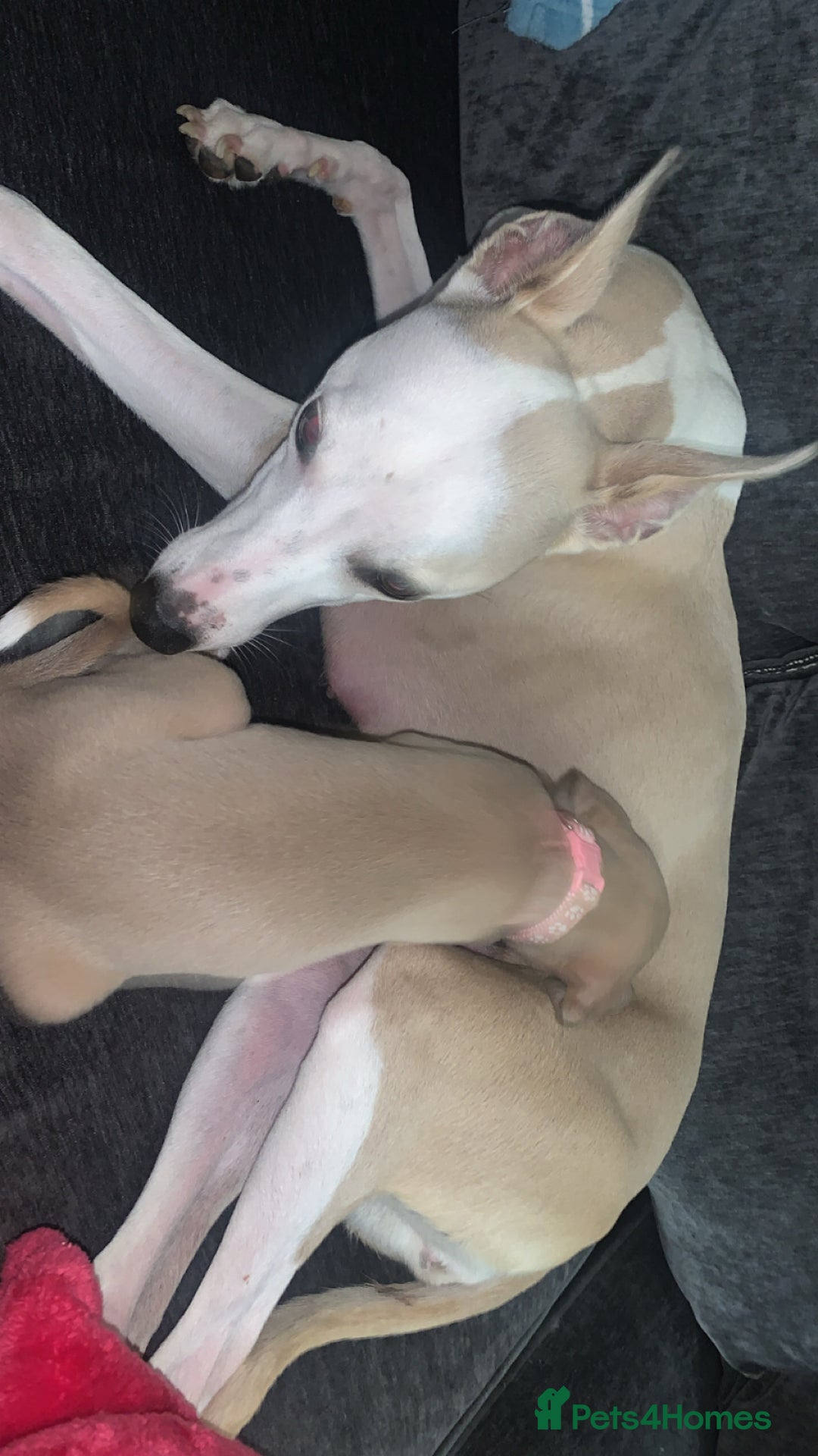 Whippet dogs for sale: WHIPPET RUNT GIRL  - Image 2