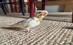 Cockatiels birds for sale: Hand Reared Baby Cockatiels - Image 2
