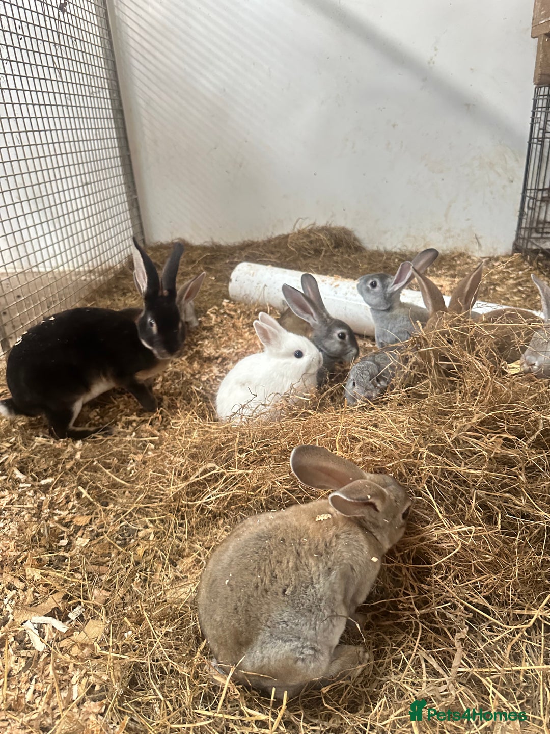 Netherland Dwarf rabbits for sale: Netherlands, Rex’s, californians ready to go - Image 8