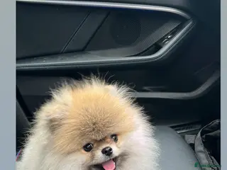 Pomeranian dogs Teddy bear Pom in Warrington - Advert 1