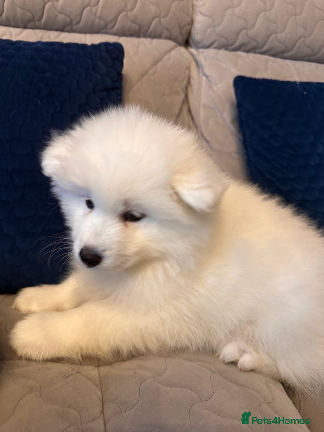 Samoyed dogs for sale: Samoyed Puppies — Ready for Their New Homes Now! - Advert 2