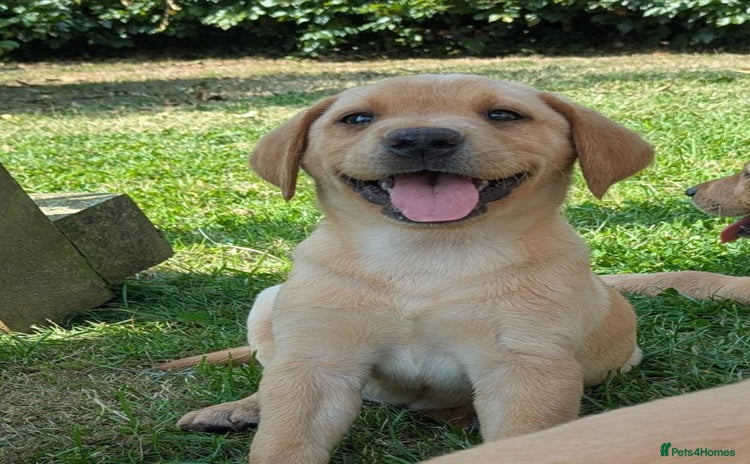 Labrador Retriever dogs - Advert 2