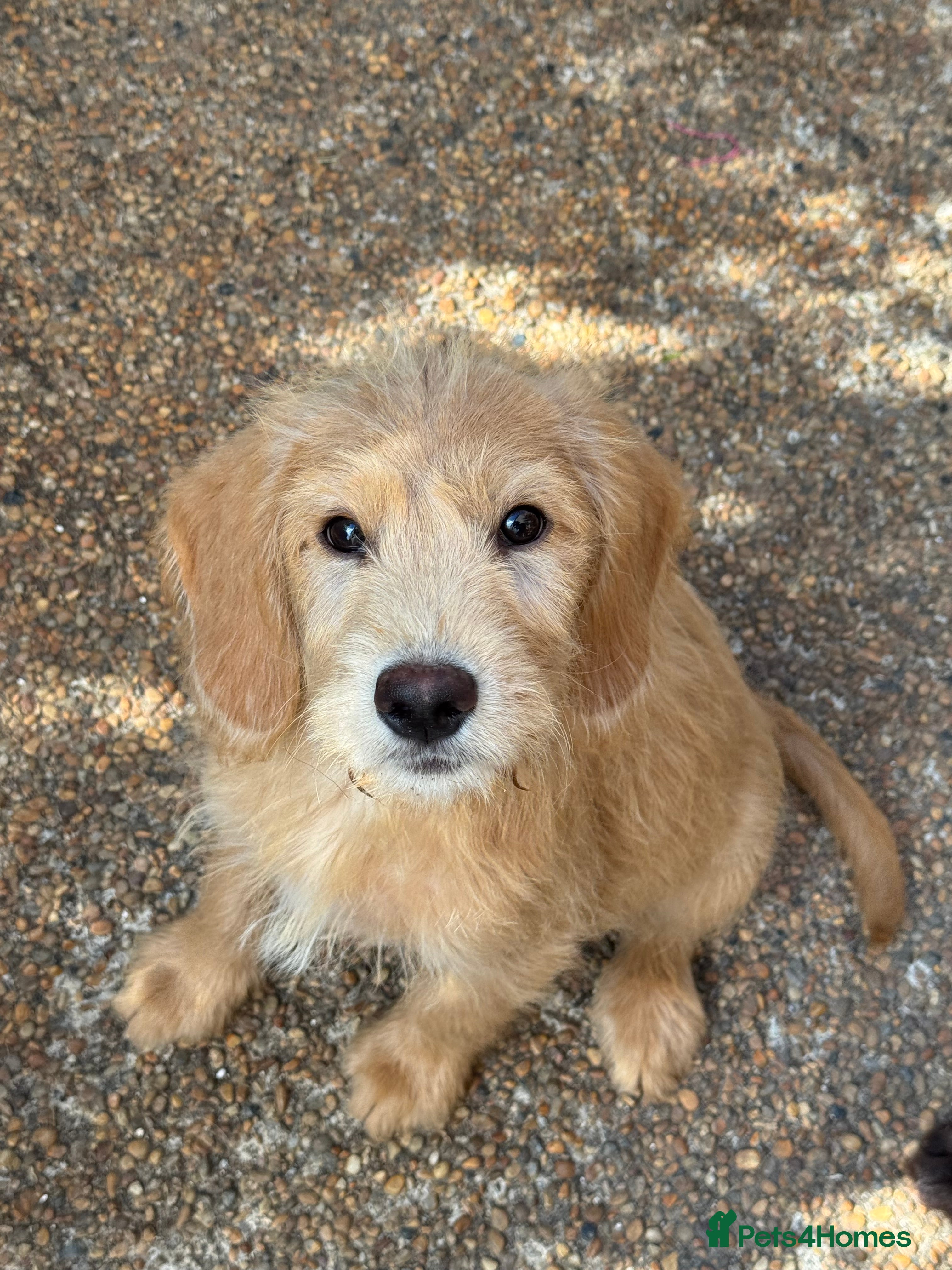 Labradoodle dogs FULL VACCS Stunning Mini Aussie Labradoodles  - Advert 2