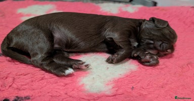 Cocker Spaniel dogs - Advert 12