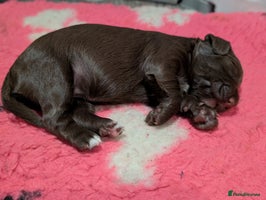 Cocker Spaniel dogs - Advert 12