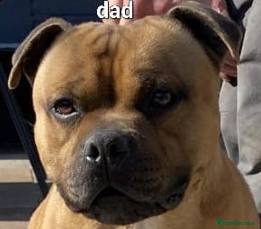 Staffordshire Bull Terrier dogs for sale: 2 red/2 red fawn puppies - Image 9