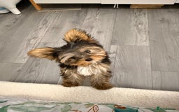 Yorkshire Terrier dogs for sale: I'm selling a charming girl - Image 3