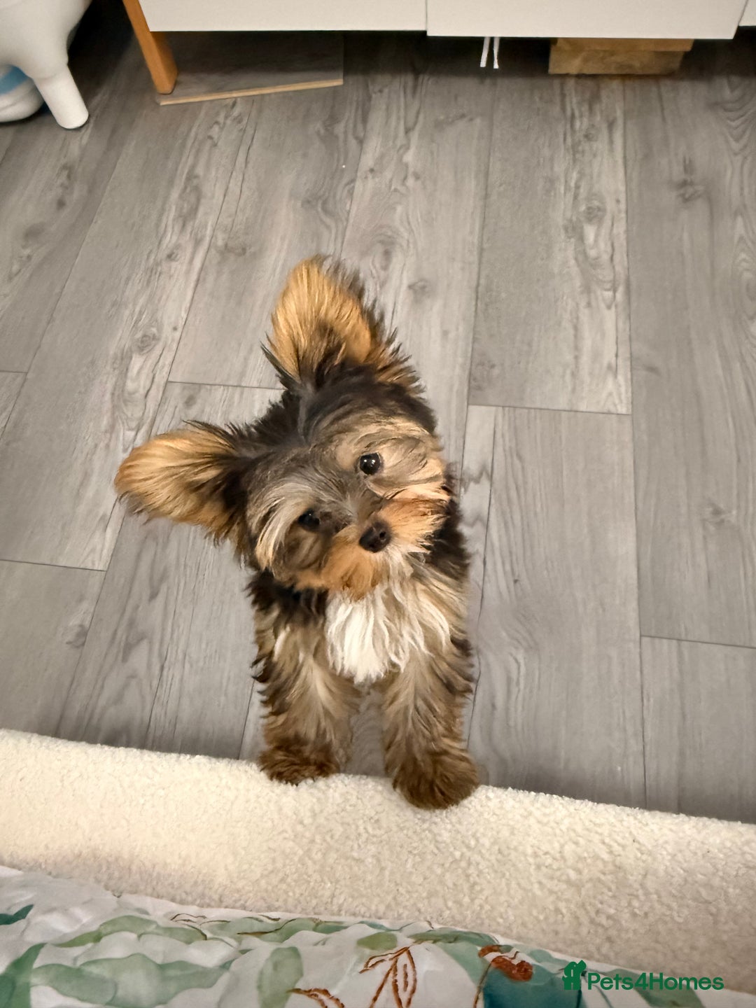 Yorkshire Terrier dogs for sale: I'm selling a charming girl - Image 3