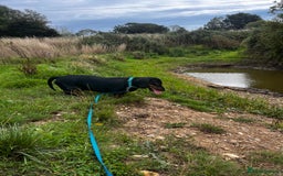 Dachshund dogs for sale: Loving 2 year old Dachshund- Rehoming - Image 5