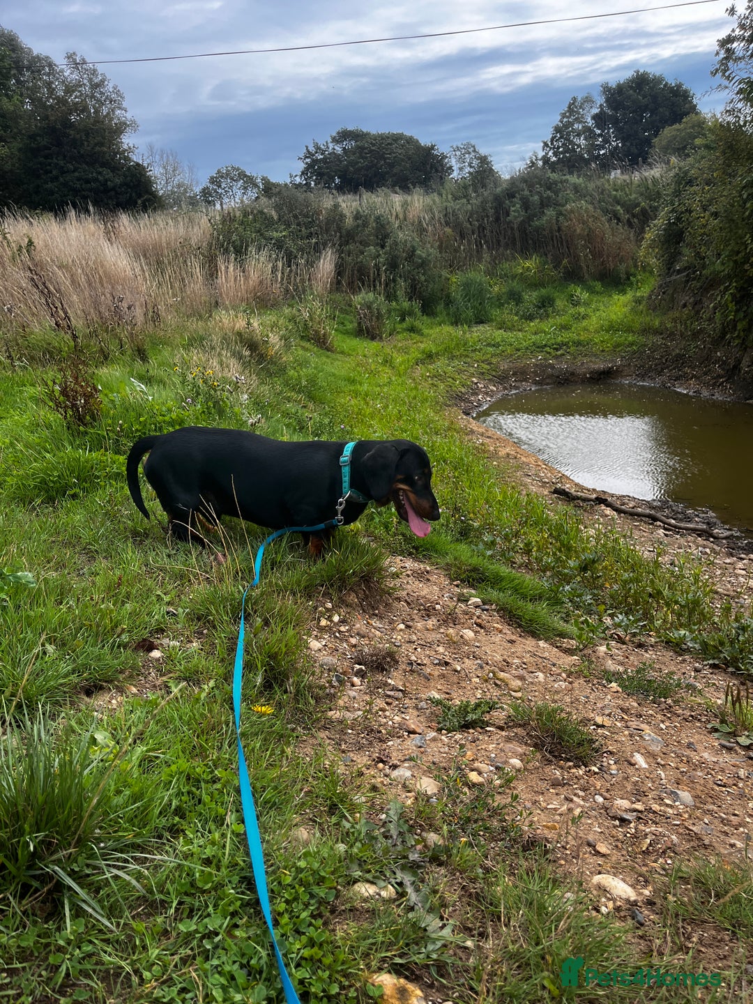 Dachshund dogs for sale: Loving 2 year old Dachshund- Rehoming - Image 5