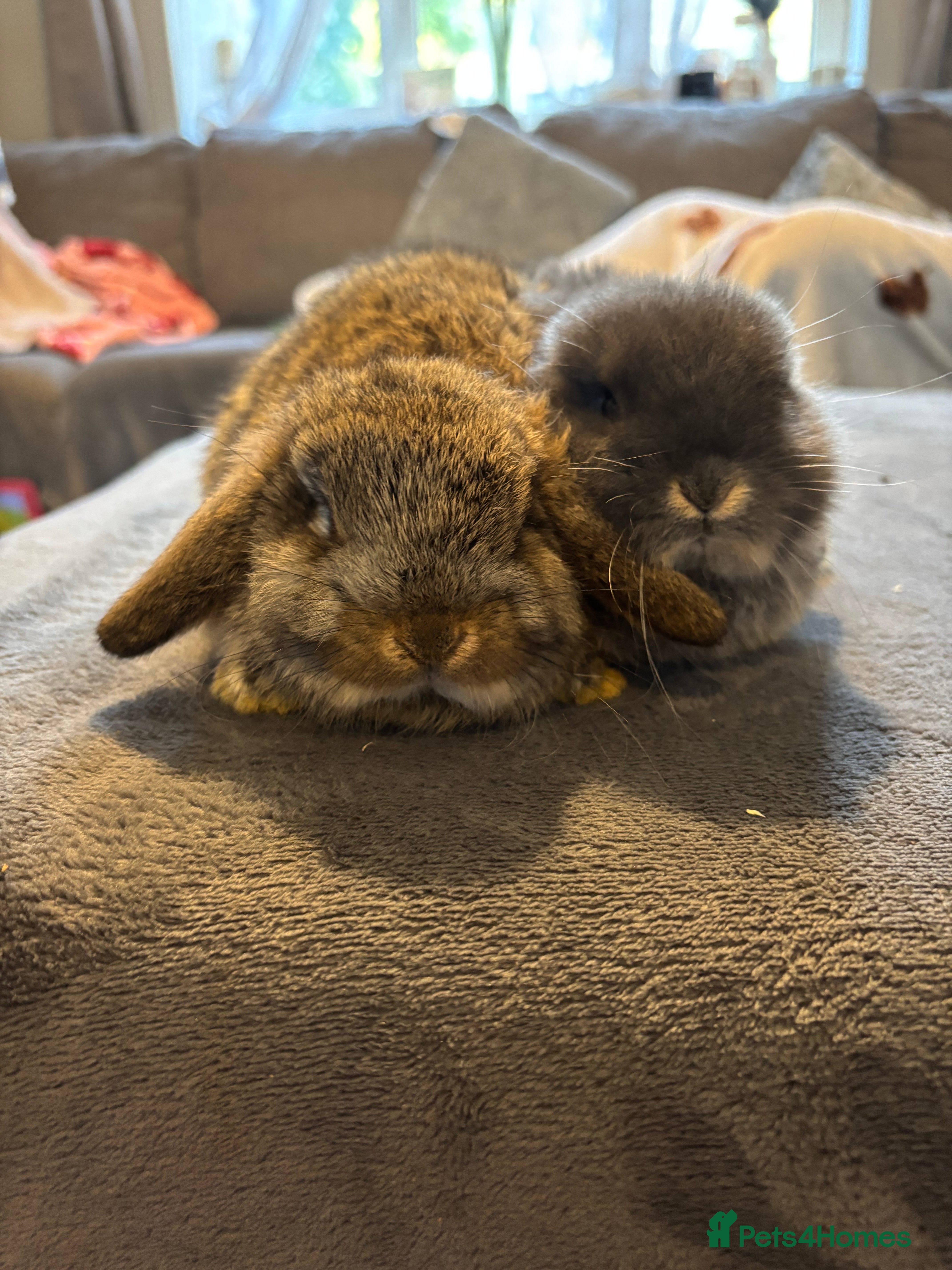 Mini Lop rabbits 2 babies available  - Advert 1