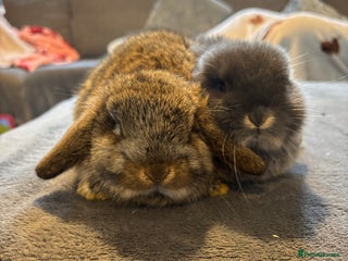 Mini Lop rabbits 2 babies available - Advert 1