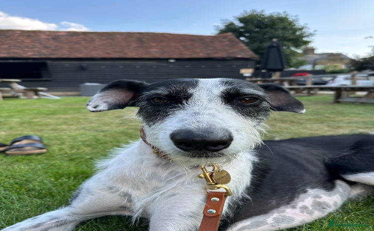 Lurcher dogs - Advert 1