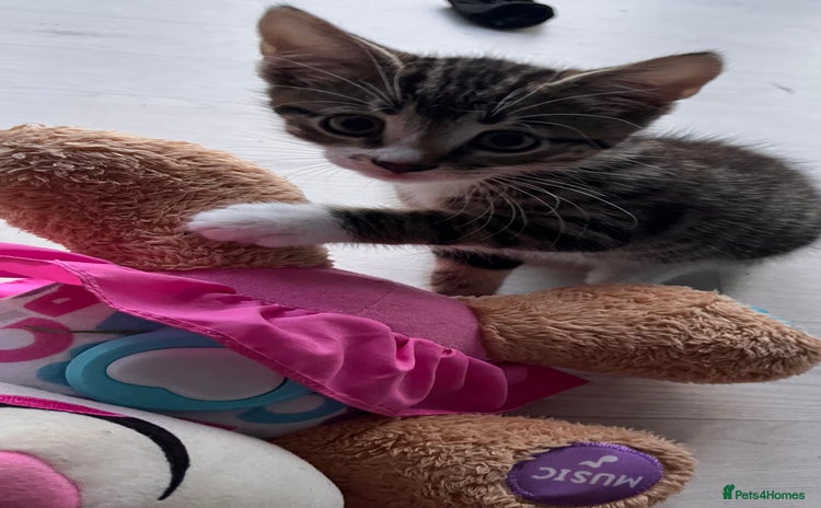 Mixed Breed cats - Advert 20