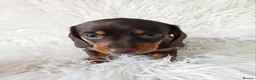 Miniature Dachshund dogs for sale: kc reg, pra clear daxi pups. 5* licensed breeder  - Advert 4