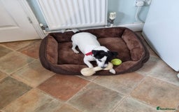 Jack Russell dogs for adoption: Brazen - Fakenham Norfolk  - Image 5