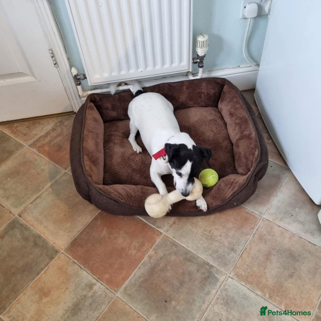 Jack Russell dogs for adoption: Brazen - Fakenham Norfolk  - Image 5