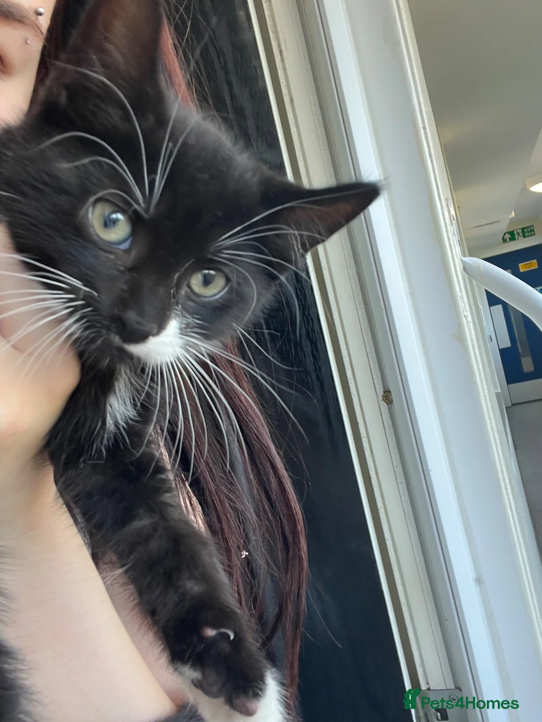 Mixed Breed cats for sale: kitten 8 weeks old  in Rotherham - Advert 1
