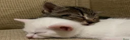 Khao Manee cats for sale: 3 Kittens  in Horley - Advert 3