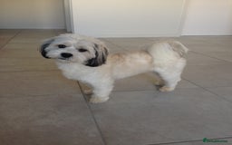 Shih Tzu dogs for sale: cutest shih tzu puppy ever - Image 3