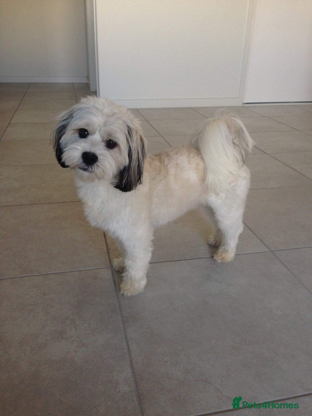 Shih Tzu dogs for sale: cutest shih tzu puppy ever - Image 3