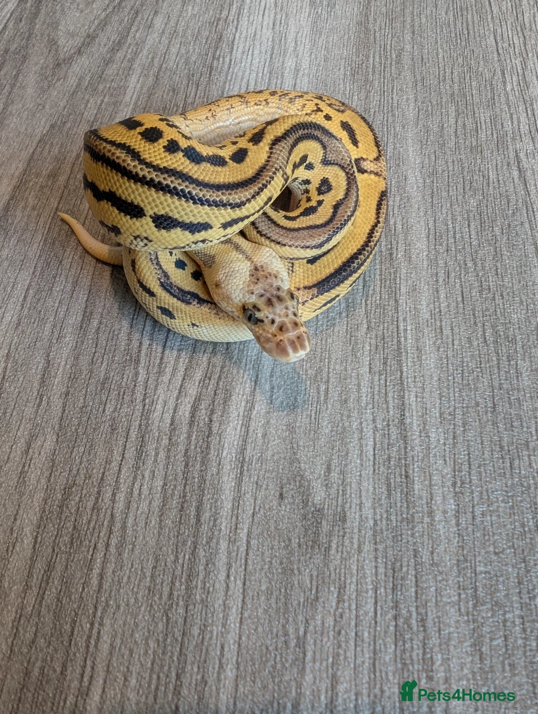 Python Snake reptiles for sale: Royal pythons - Advert 5
