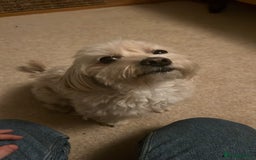 Maltipoo dogs for stud: Pudding - Image 5