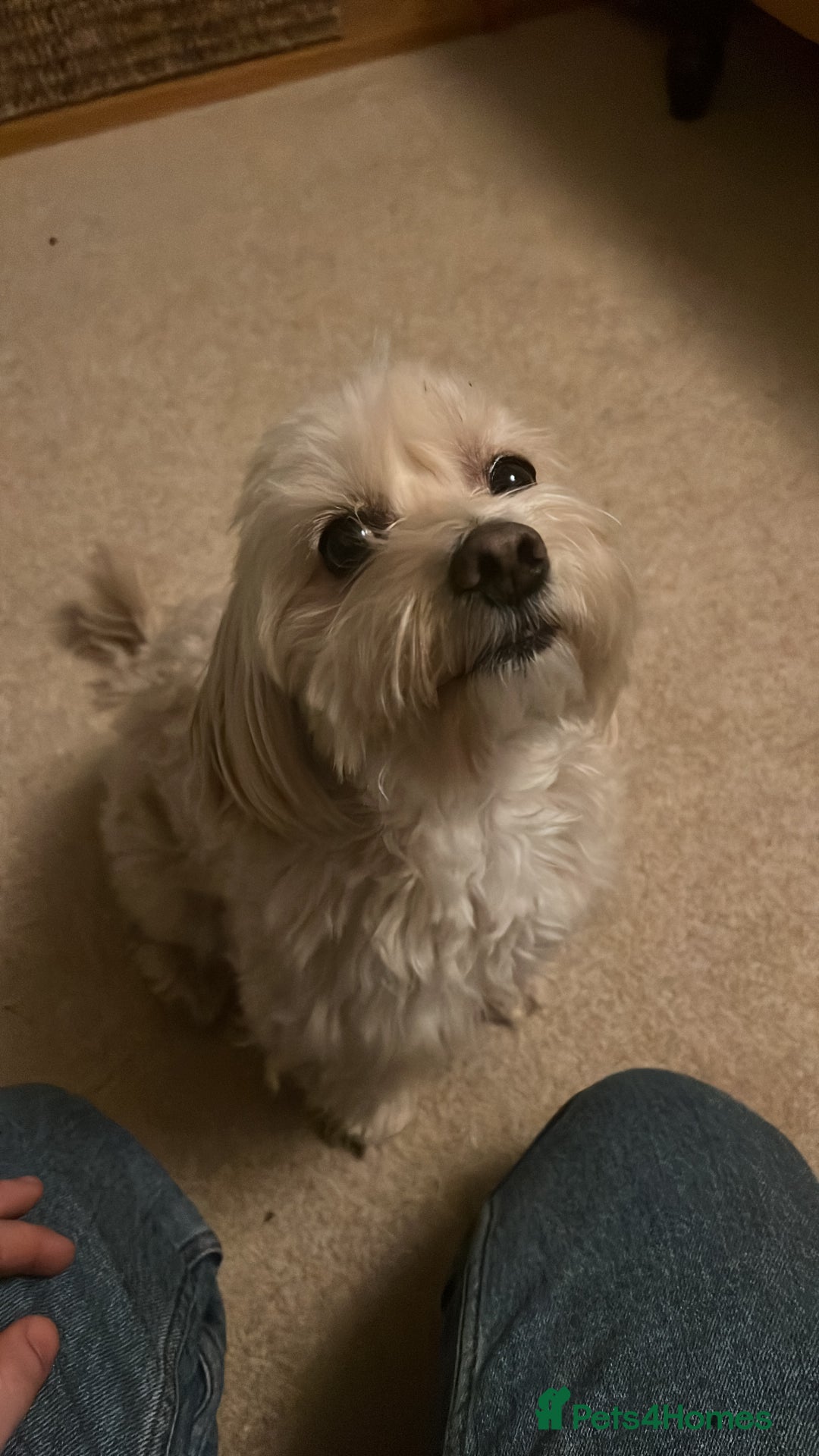 Maltipoo dogs for stud: Pudding - Image 5