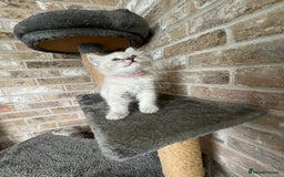 Ragdoll cats for sale: One female Ragdoll left  in Cambridge - Image 9