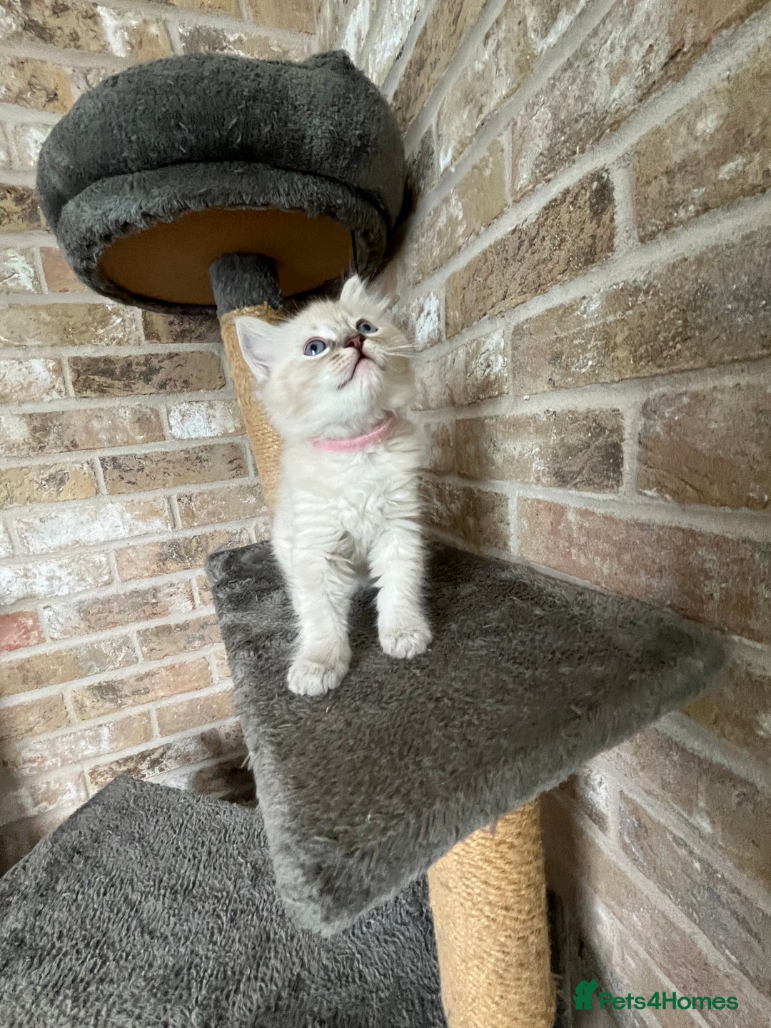 Ragdoll cats for sale: One female Ragdoll left  in Cambridge - Image 9