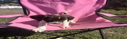 English Springer Spaniel dogs for sale: English springer spaniel pups for sale - Advert 40