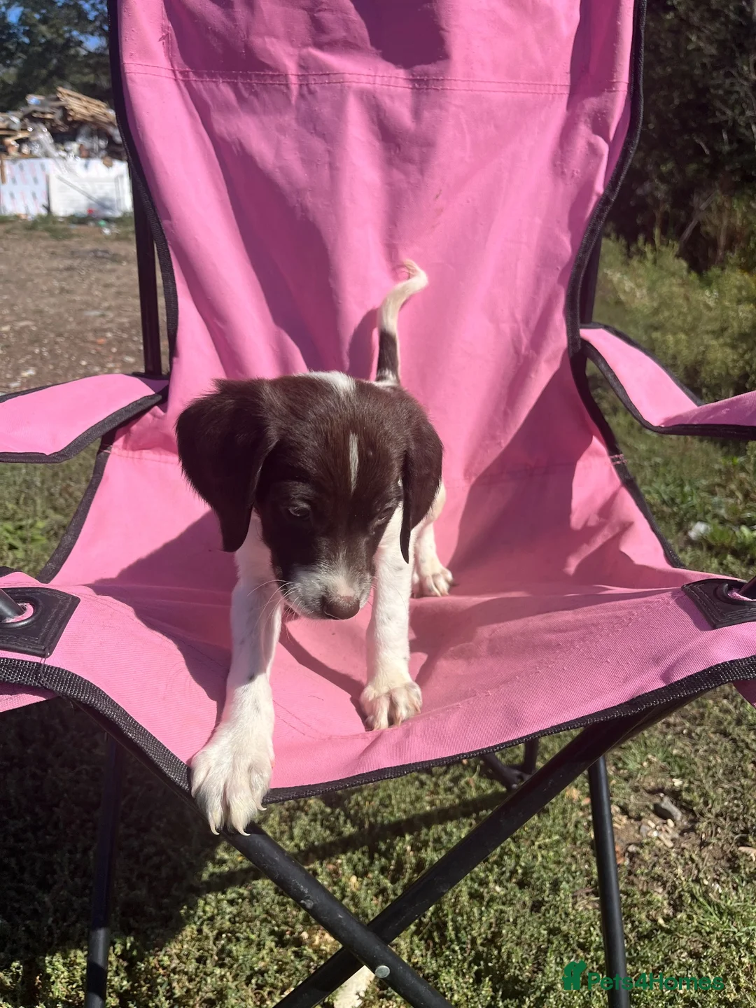 English Springer Spaniel dogs for sale: English springer spaniel pups for sale - Advert 40