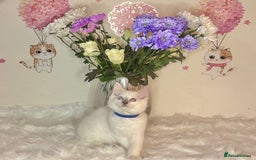 Ragdoll cats for sale: ⭐️TICA REG⭐️Pedigree Ragdoll Kittens DNA CLEAR ✅  - Image 31