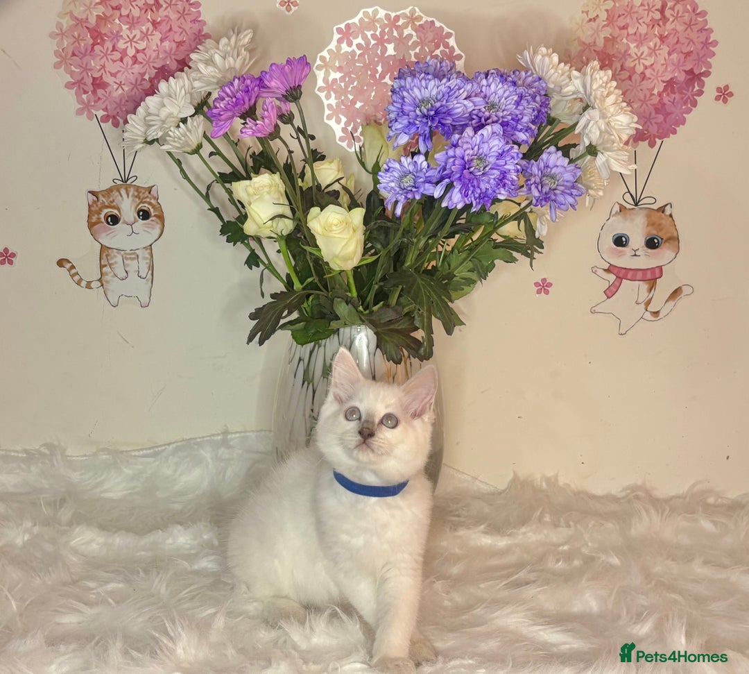 Ragdoll cats for sale: ⭐️TICA REG⭐️Pedigree Ragdoll Kittens DNA CLEAR ✅  - Image 31