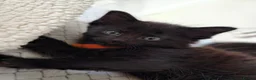 Mixed Breed cats for sale: Kittens in North Walsham - Advert 7