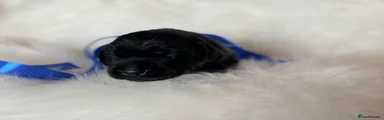 Labrador Retriever 1