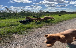 Cocker Spaniel dogs for sale: Beautiful Cocker Spaniel Puppies 🖤🧡 - Image 18