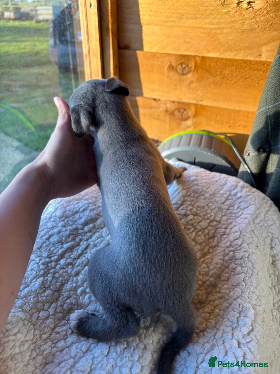 Whippet dogs for sale: Blue mix Whippet Puppies  in Sandy - Advert 14