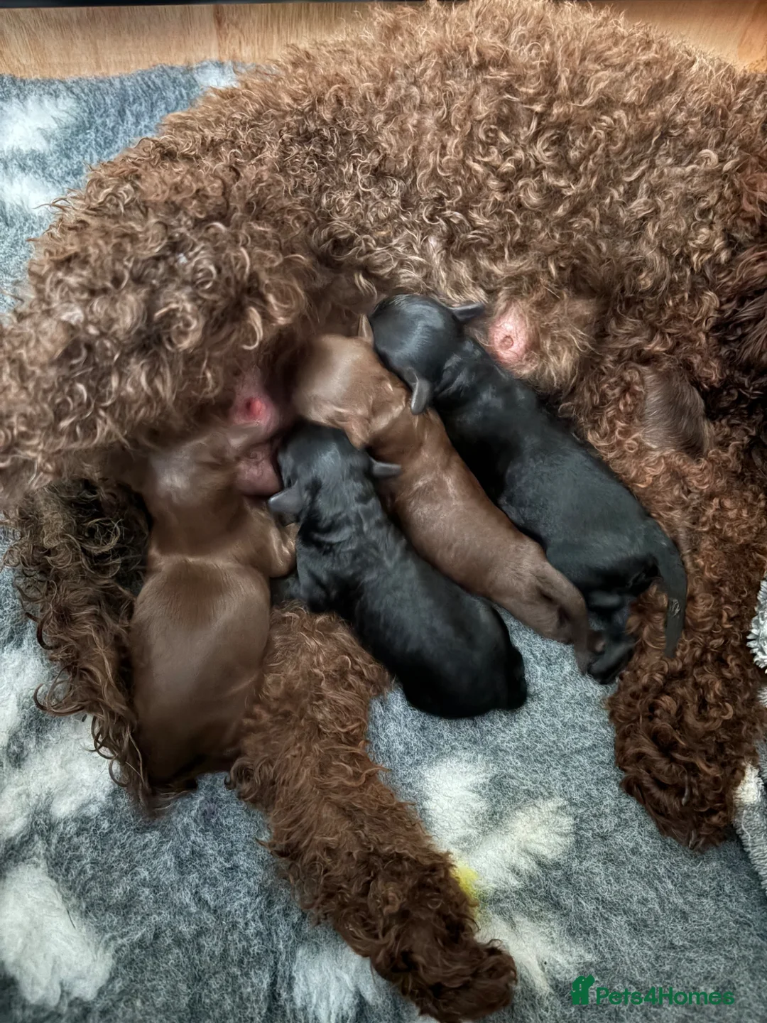Cockapoo dogs for sale: F1B cockapoo’s 1 male and 3 female - Advert 2