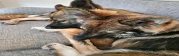 German Shepherd dogs for sale: 2 German shepherds one male one female in Sevenoaks - Advert 14