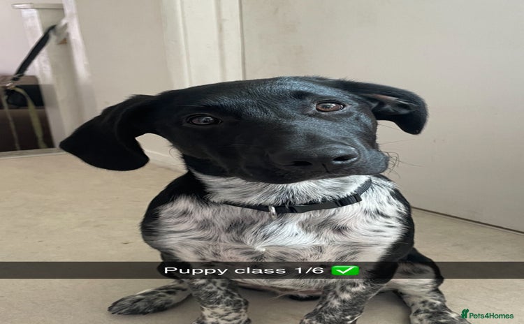 Mixed Breed dogs - Advert 1