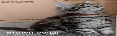 Maine Coon 4 brown collar 