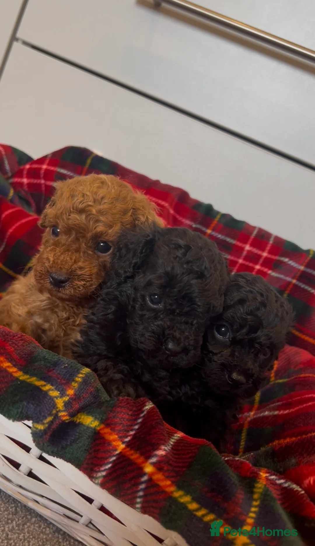 Toy Poodle dogs for sale: Beautiful KC reg, PRA clear Toy Poodle Puppies - Advert 2