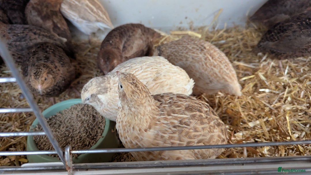 Quail poultry for sale: Female quails looking for a home  - Advert 1