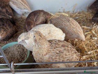 Quail poultry Female quails looking for a home - Advert 1
